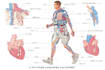 draw exercise, medical and anatomy illustrations