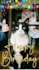 create a funny talking and singing pet video for birthdays or special occasions