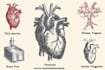 draw exercise, medical and anatomy illustrations