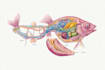 do professional medical illustrations