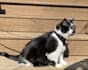 create ugc content for your pet products and services