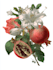 create amazing botanical illustration