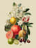 draw botanical illustration art for you