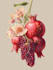 illustrate best botanical illustration