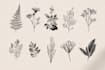 design a hand drawn botanical line art boho logo