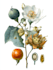 create a botanical illustration