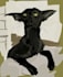 draw your pet cat