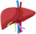 create highly customized human anatomy, medical illustrations