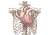 draw anatomy and medical vector illustration