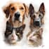 draw realistic digital pet portrait dog, cat, horse