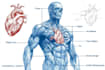 draw exercise, medical and anatomy illustrations
