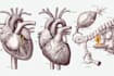 do professional medical illustrations