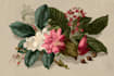 create a beautiful vintage botanical illustration poster