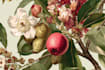 illustrate best botanical illustration
