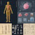 create medical illustrations and diagrams