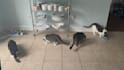 create a ugc video ad with me and my cats