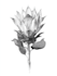 do a botanical watercolor illustration