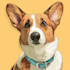 design a custom disney pet portrait
