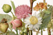 do realistic botanical illustration