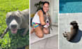 create high converting pet ugc video ads featuring your brand or product