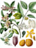 paint watercolor flowers and botanical illustrations