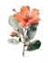 draw a realistic botanical illustration