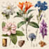 draw a realistic botanical illustration