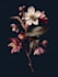 do an beautiful vintage botanical illustration