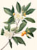 create your ideal botanical illustration