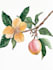 illustrate best botanical illustration