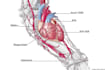 draw exercise, medical and anatomy illustrations