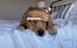 create dog or cat ugc content for pet product, pet company and social advert