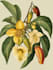 illustrate best botanical illustration