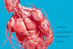 draw exercise, medical and anatomy illustrations