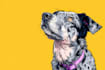 draw your dog or any pet into cartoon