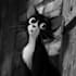 do a black and white pet