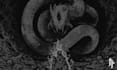 make a digital horror gore black metal dark art painting
