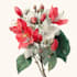 illustrate best botanical illustration
