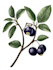make a botanical illustration