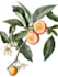 draw amazing botanical illustration
