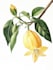 do botanical product illustration