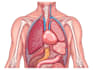 draw detailed medical illustrations