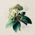 create a botanical illustration
