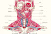 draw exercise, medical and anatomy illustrations