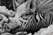 draw a black and white illustration