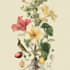 do botanical illustration with scientific focus