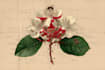 draw botanical illustration with scientific