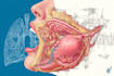 do medical and scientific illustrations