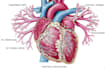 create medical and anatomical illustrations