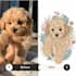 create premium handdrawn pet illustrations print ready